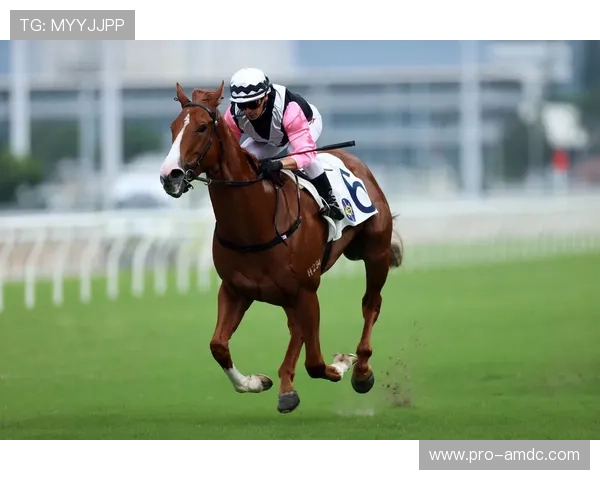 hkjc网站提供的实时马匹资料和比赛分析详解 hkjc网站提供的实时马匹资料和比赛分析详解