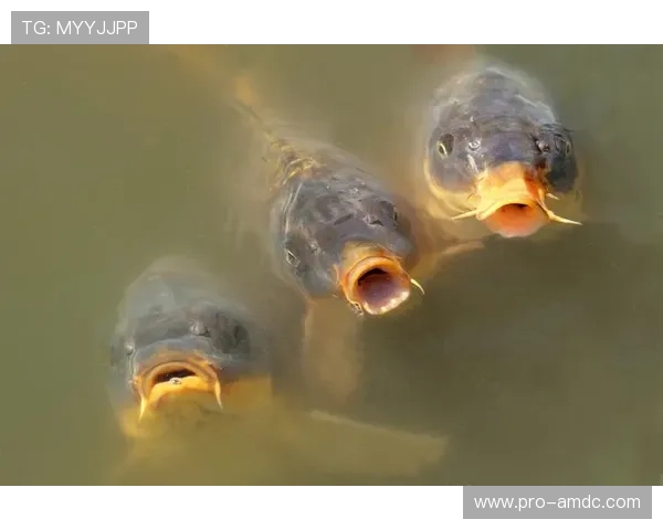 博鱼真人娱乐技巧分享帮助玩家提升真人游戏中的胜率与操作水平